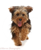 Yorkipoo dog running with tongue out