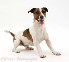 Playful Jack Russell Terrier dog