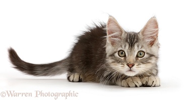 Silver tabby kitten crouching, ready to pounce