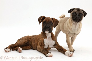 Pug puppy with Boxer puppy