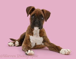 Brindle Boxer puppy looking to the side