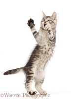 Silver tabby kitten dancing