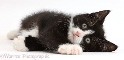 Black-and-white kitten lying on his side