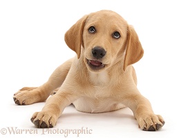 Yellow Labrador puppy looking exasperated