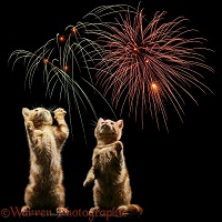 Ginger kittens and fireworks