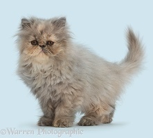 Persian kitten standing