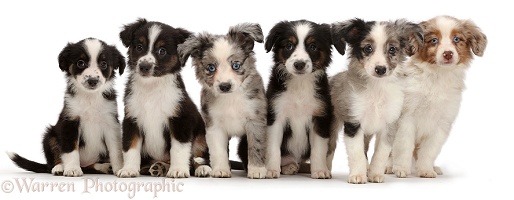 Six Mini American Shepherd puppies sitting in a row