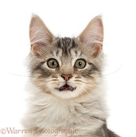 Silver tabby kitten portrait