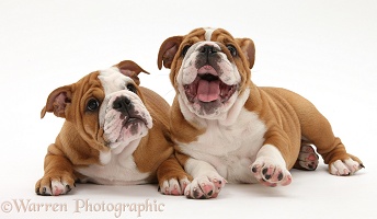 Two bulldog puppies