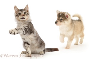 Silver kitten beckoning, pointing to show Utonagan pup