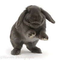 Blue grey lop rabbit jumping up on the spot
