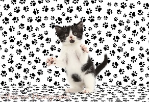 Black-and-white kitten with paw print background