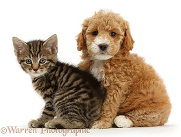 Cockapoo puppy and tabby kitten