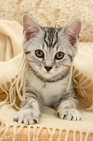 Birman-cross kitten under a blanket