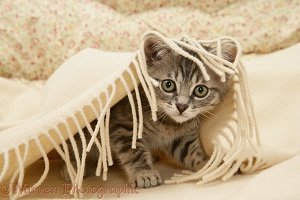 Birman-cross kitten under a blanket