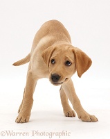 Yellow Labrador puppy, 11 weeks old