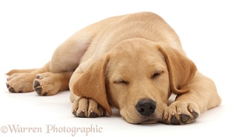 Yellow Labrador puppy sleeping