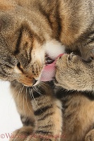 Tabby cat licking a paw