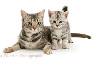 Mother cat and smoke shorthair kitten