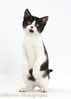 Black-and-white kitten standing on haunches