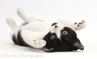 Black-and-white kitten lying on her back