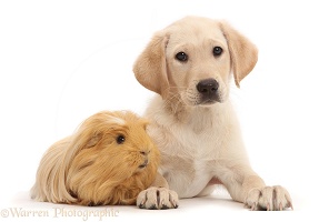 Yellow Labrador puppy and Guinea pig
