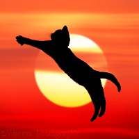 Silhouette of kitten leaping at sunset