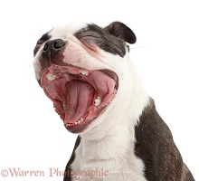Boston Terrier yawning