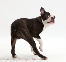 Black-and-white Boston Terrier turning on the spot