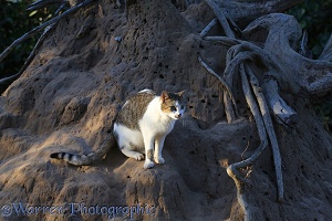 Feral cat on a termitarium