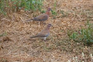 Laughing Dove pair