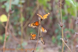 Orange Acraea Butterfly