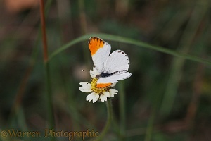 Orange-tip butterfly