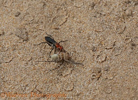 Spider-hunting wasp with prey