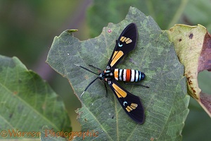 Splendrous Hornet Moth