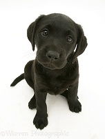 Black Labrador Retriever pup, 8 weeks old