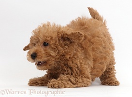 Red Toy labradoodle puppy in play-bow