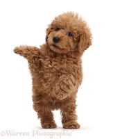 Red Toy labradoodle puppy jumping up
