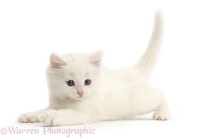 Playful white kitten
