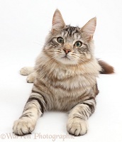 Silver tabby fluffy cat