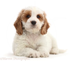 Red-and-white Cockapoo puppy