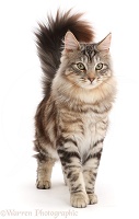Silver tabby fluffy cat standing with tail erect