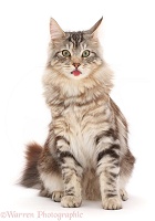 Silver tabby fluffy cat with tongue out