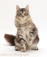 Silver tabby fluffy cat