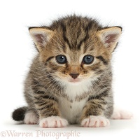 Cute tabby kitten, 3 weeks old