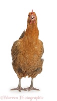 Chicken standing with beak open