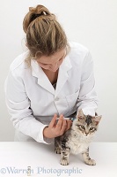 Vet admistering a vaccination to Silver tabby kitten