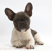 Blue-and-white French Bulldog