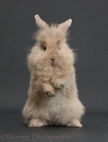 Young rabbit standing up on grey background