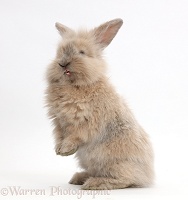 Young rabbit standing up